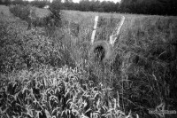 orwo-pf2-sommer-2013-06-jpg