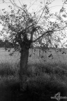 orwo-pf2-sommer-2013-07-jpg