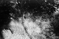 orwo-pf2-sommer-2013-08-jpg