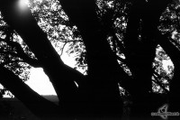 orwo-pf2-sommer-2013-09-jpg