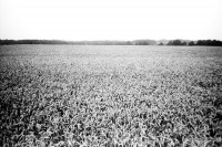 orwo-pf2-sommer-2013-13-jpg