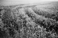 orwo-pf2-sommer-2013-14-jpg