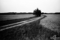 orwo-pf2-sommer-2013-16-jpg