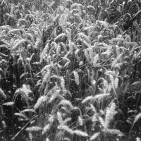 orwo-pf2-sommer-2013-05-jpg