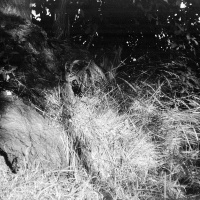 orwo-pf2-sommer-2013-08-jpg