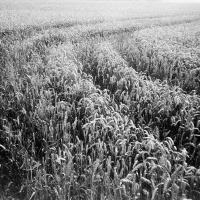 orwo-pf2-sommer-2013-14-jpg