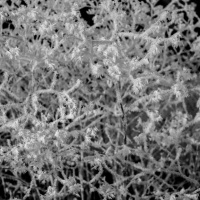 Gruna-im-Dezember-2016-9