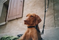 lomo-gruna-2014-02