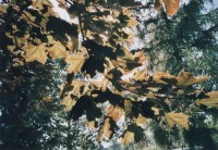 lomo-gruna-2014-08