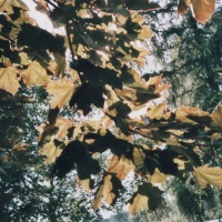 lomo-gruna-2014-08