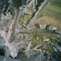 lomo-gruna-2014-09